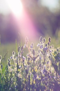 Güzel mor çiçekli bahar arka plan.