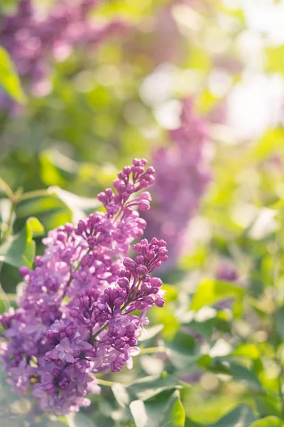 Ramo primaverile di fioritura lilla — Foto Stock