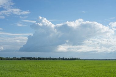 Gökyüzü ve çim arka plan, yaz aylarında mavi gökyüzünün altında taze yeşil alanlar
