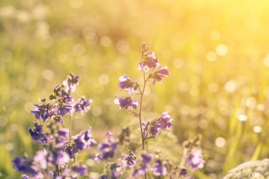 Violet, kır çiçekleri güneş ışığı ile. Yakın çekim.