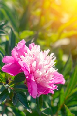 Güzel pembe peonies güneşli yeşil bokeh arka plan üzerinde.