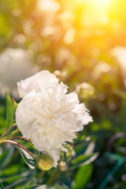 Güzel beyaz peonies güneşli yeşil bokeh arka plan üzerinde.