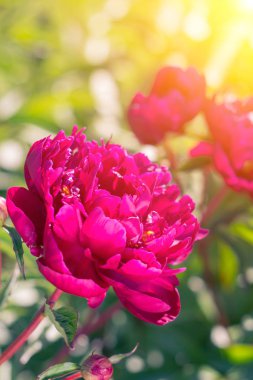 Güzel pembe peonies güneşli yeşil bokeh arka plan üzerinde.