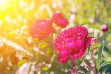Güzel pembe peonies güneşli yeşil bokeh arka plan üzerinde.