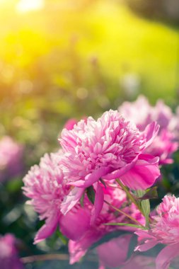 Güzel pembe peonies güneşli yeşil bokeh arka plan üzerinde.