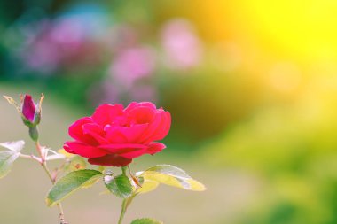 Ev gülü. Doğada güller. Canlı Gül. Gül kenarı görünümü.