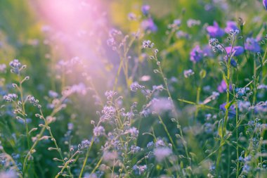 Violet, kır çiçekleri güneş ışığı ile. Yakın çekim.