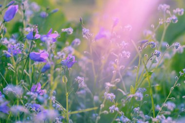 Violet, kır çiçekleri güneş ışığı ile. Yakın çekim.