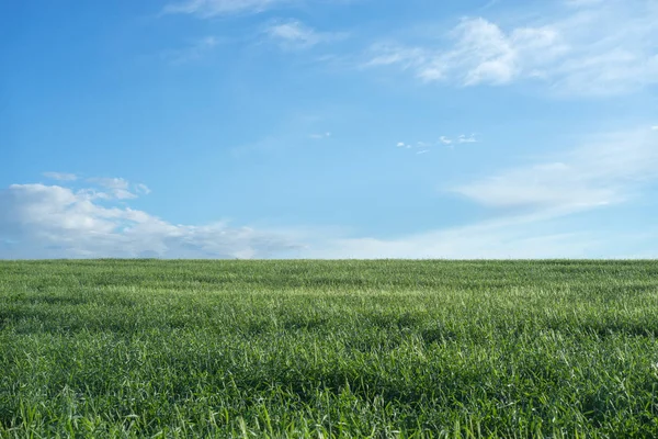 Gökyüzü ve çim arka plan, yaz aylarında mavi gökyüzünün altında taze yeşil alanlar