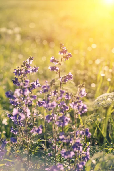 Violet, kır çiçekleri güneş ışığı ile. Yakın çekim.