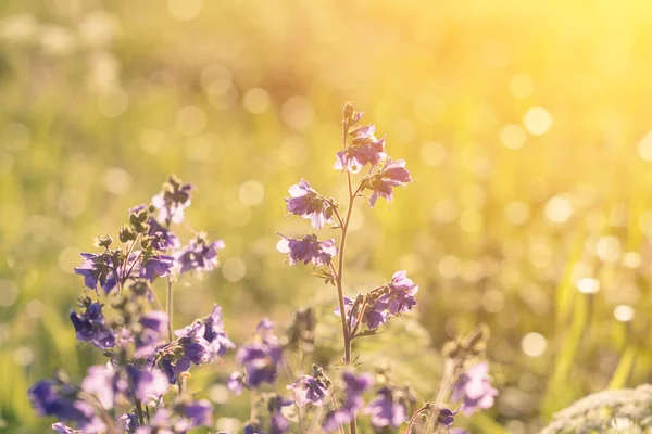 Violet, kır çiçekleri güneş ışığı ile. Yakın çekim.