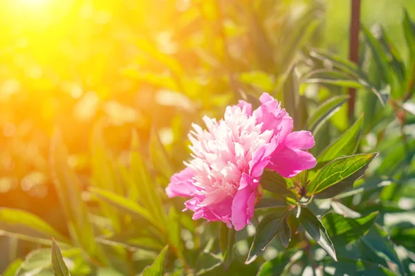 Güzel pembe peonies güneşli yeşil bokeh arka plan üzerinde.