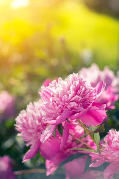 Güzel pembe peonies güneşli yeşil bokeh arka plan üzerinde.