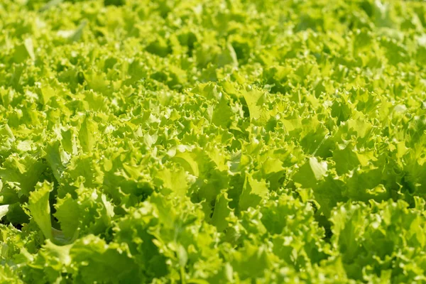 Yaz bahçede büyüyen parlak yeşil salata.