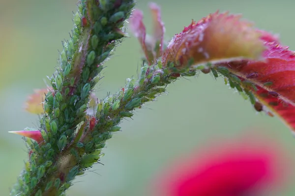 Ekstrem büyütme - Bitkinin üzerindeki yeşil yaprak bitleri.