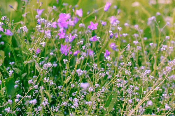 Violet, kır çiçekleri güneş ışığı ile. Yakın çekim.