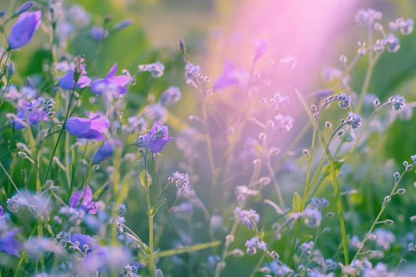 Violet, kır çiçekleri güneş ışığı ile. Yakın çekim.