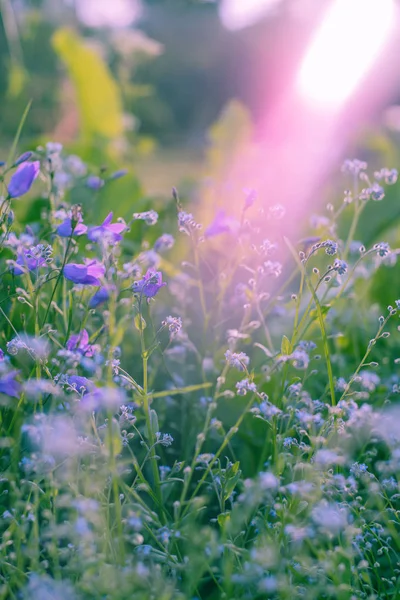 Violet, kır çiçekleri güneş ışığı ile. Yakın çekim.