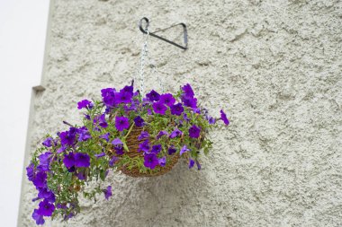 Mor çiçeklerle dolu bir dış sepeti