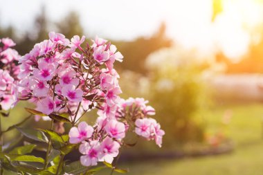 Pembe, Bahçe çiçekleri güneş ışığı ile. Yakın çekim.