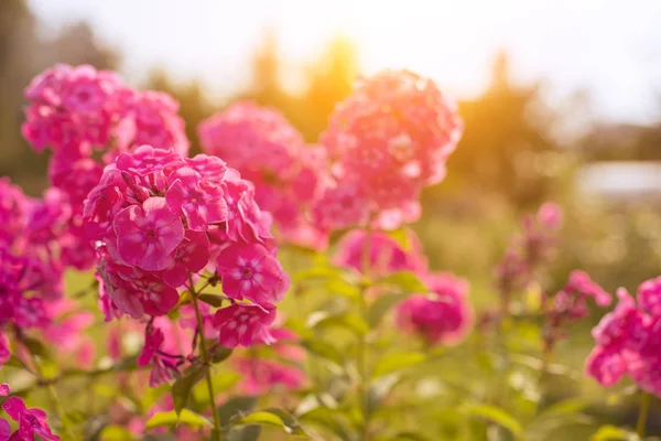 Pembe, Bahçe çiçekleri güneş ışığı ile. Yakın çekim.