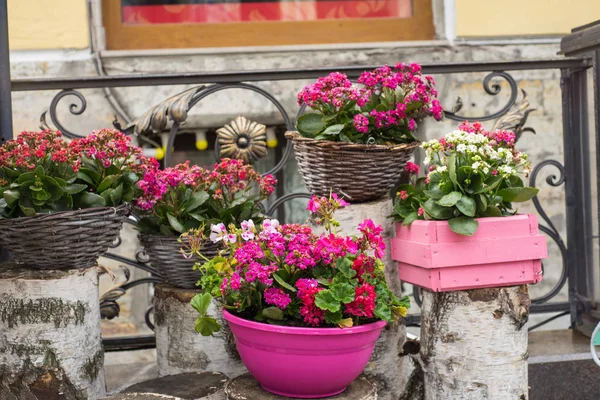 Maceta con flores moradas cuelgan en la calle . — Foto de Stock