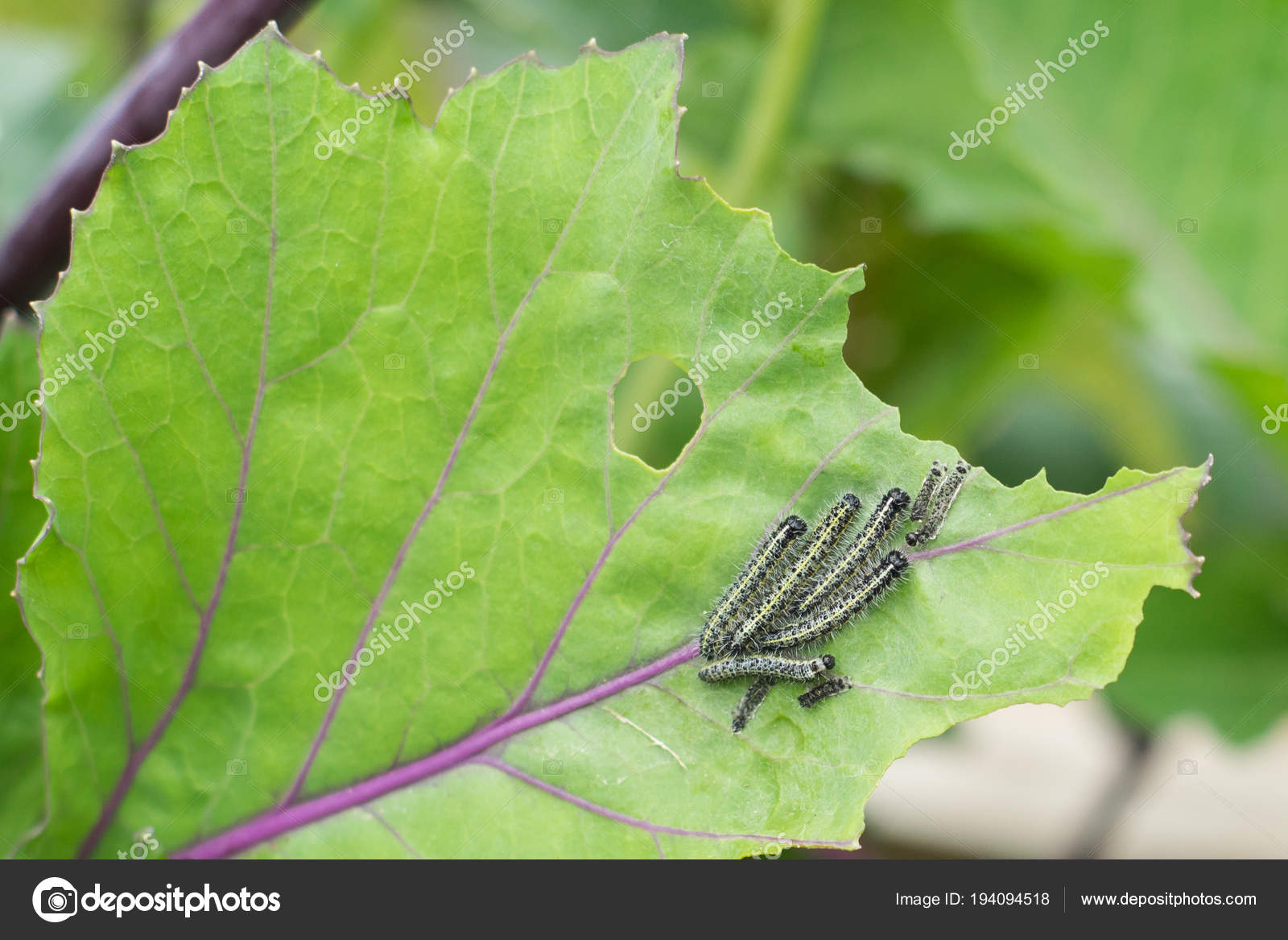 Капустница бабочка описание для детей. Палец гусеницы размеры. Гусеница поедает лист. Гигантских гусениц школьники снимали с капустных листьев. Осиновые листья гусеница.