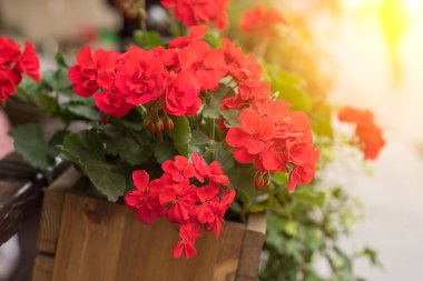 Çiçek saksısı kırmızı çiçeklerle sokakta asılı..