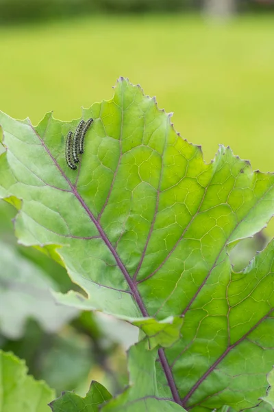 Личинки гусеницы белой капусты, поедающие листья капусты — стоковое фото