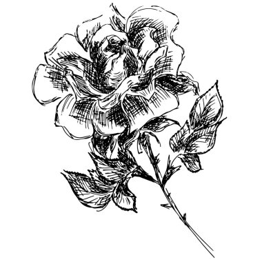 Beyaz arka planda soyut çizilmiş gül çiçeği. Gül çiçeği vektör ana hatları simgesi. Çizgi çalışması. Kapat.