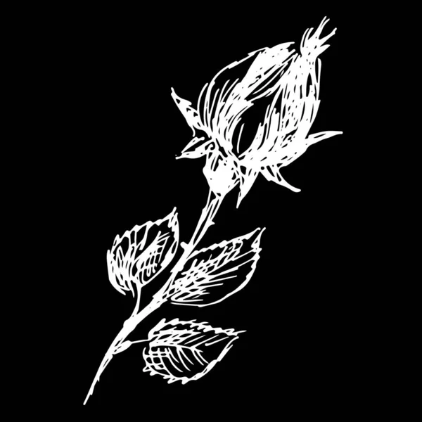 Flor de rosa dibujada a mano abstracta aislada sobre fondo negro. Icono de contorno de flor rosa vector. Arte de línea. Logotipo del esquema. De cerca. — Vector de stock