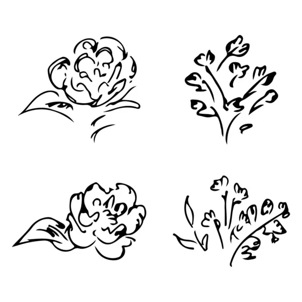 Abstraktní pivoňky a růže izolované na bílém pozadí. Ručně kreslená květinová sbírka. 4 květinové grafické prvky. Velký vektor nastaven. Ikony osnovy — Stockový vektor