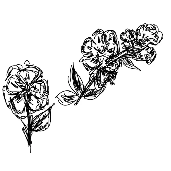 벡터 사쿠라 가지 그림은 흰색 배경에 분리되어 있다. 검은 테두리에 있는 꽃 벡터 삽화와 하얀 배경에 있는 흰 평면 — 스톡 벡터