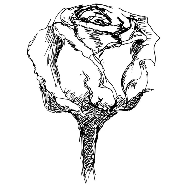Розовый цветок, нарисованный вручную на белом фоне. Значок контура вектора розы. Линейное искусство. Закрыть — стоковый вектор