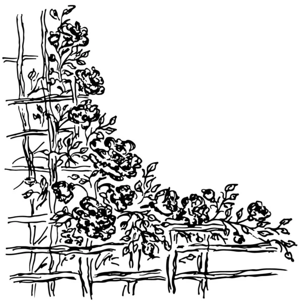 Beaucoup de roses au-delà de la clôture en bois. Illustrations vectorielles dessinées à la main d'un ensemble abstrait de fleurs isolées sur du blanc. Croquis dessiné à la main d'une fleur . — Image vectorielle