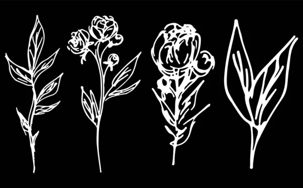 Abstraktní pivoňky a růže izolované na černém pozadí. Ručně kreslená květinová sbírka. 4 květinové grafické prvky. Velký vektor nastaven. Obrys ikon. Čárový obrázek — Stockový vektor