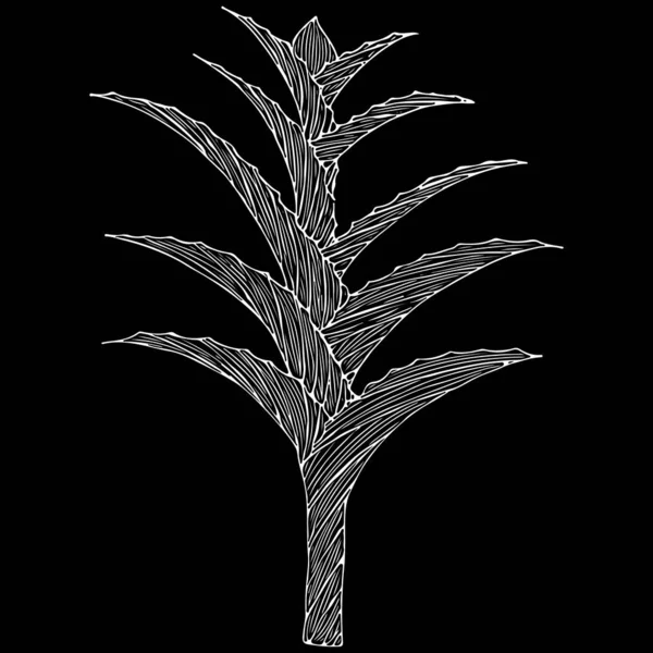 Handgezeichnete Vektor-Aloe Vera oder Aloe Barbadensis Mühle, Sternkaktus, Aloe, Jafferabad, Barbados isoliert auf schwarzem Hintergrund. Umriss florales Symbol. Alternative Heil- und Kosmetikpflanze — Stockvektor
