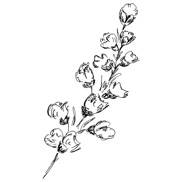 Αφηρημένη εικόνα περίγραμμα κλαδιού βαμβακιού απομονωμένη σε λευκό φόντο. Χειροποίητη διανυσματική απεικόνιση. Λογότυπο βαμβακιού — Διανυσματικό Αρχείο