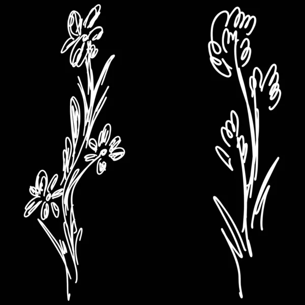 Dvě abstraktní divoké květiny izolované na černém pozadí. Ručně kreslená vektorová ilustrace. Kolekce divokých květin. Obrys nastaven. Čárový obrázek — Stockový vektor