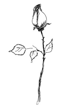 Beyaz arka planda soyut çizilmiş gül çiçeği. Gül çiçeği vektör ana hatları simgesi. Satır sanatı.