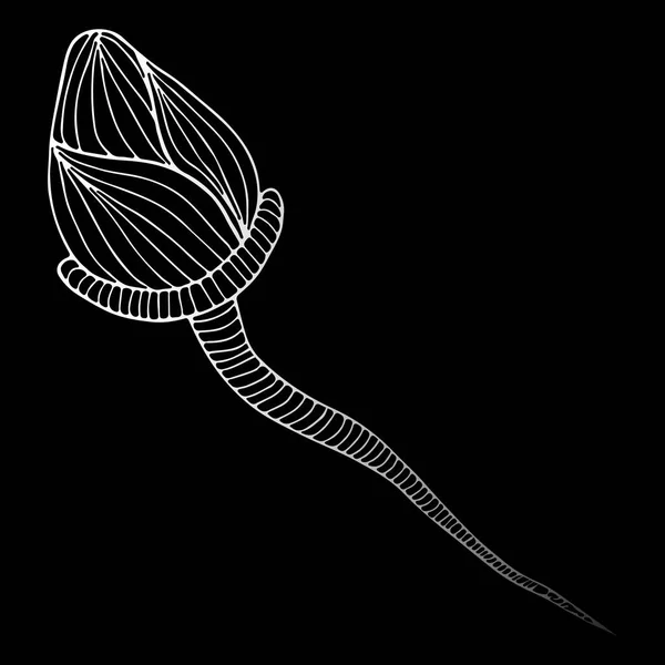 Ícone de esperma sob um microscópio. Abstrato mão desenhado esperma isolado sobre fundo preto. Ilustração vetorial. Arte de linha. Esboço — Vetor de Stock