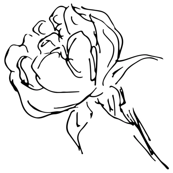 Ilustraciones de vectores dibujados a mano de flor de peonía abstracta aislada sobre fondo blanco. Bosquejo dibujado a mano de una flor — Archivo Imágenes Vectoriales
