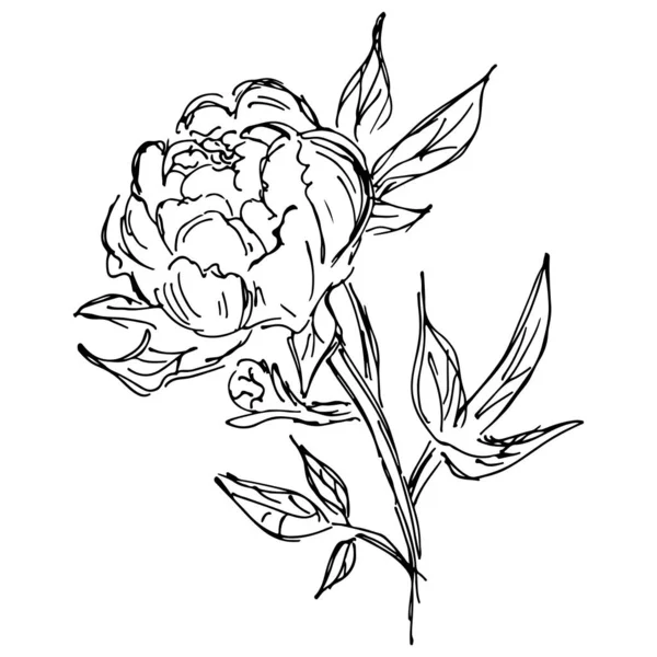 Ilustraciones de vectores dibujados a mano de flor de peonía abstracta aislada en blanco. Bosquejo dibujado a mano de una flor . — Archivo Imágenes Vectoriales