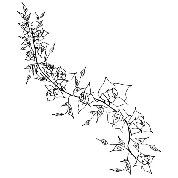 Handgezeichnete Vektorillustrationen abstrakter Rosenblütenzweige isoliert auf Weiß. Handgezeichnete Skizze einer Blume. — Stockvektor