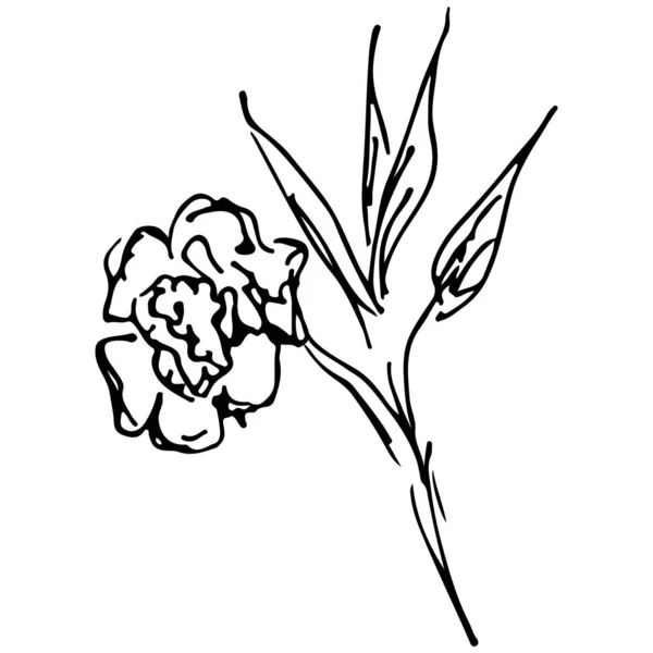 Beyaz arka planda soyut çizilmiş gül çiçeği. Gül çiçeği vektör ana hatları simgesi. Çizgi çalışması. Kapat. — Stok Vektör
