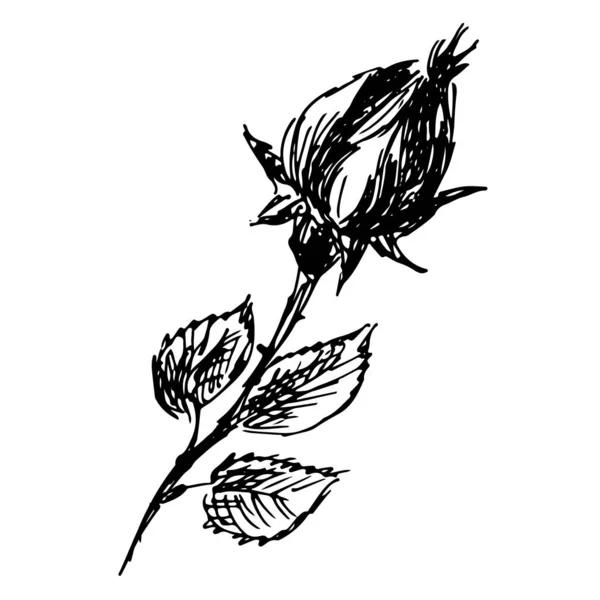 Abstrato mão desenhada rosa flor isolada no fundo branco. Ícone de contorno de vetor de flor rosa. Arte de linha. Logotipo do esboço. Fechar —  Vetores de Stock
