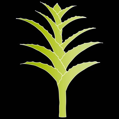 El çizimi vektörü Aloe Vera veya Aloe barbadensis Mill, Star Cactus, Aloin, Jafferabad, Barbados siyah arka planda izole edilmiş. Taslak çiçek ikonu. Alternatif tıbbi ve kozmetik bitki.