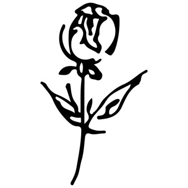 Beyaz arka planda soyut çizilmiş gül çiçeği. Gül çiçeği vektör ana hatları simgesi. Çizgi çalışması. Kapat.