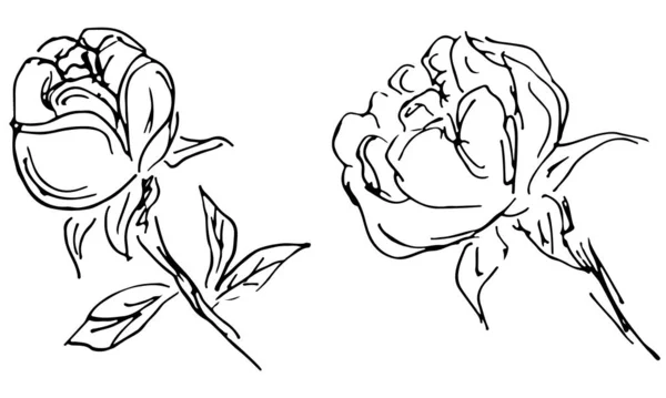 Χειροποίητες διανυσματικές απεικονίσεις αφηρημένων λουλουδιών παιώνιας που απομονώνονται στο λευκό. Χειροποίητο σκίτσο λουλουδιού. — Διανυσματικό Αρχείο