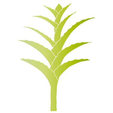 El çizimi vektörü Aloe Vera veya Aloe barbadensis Mill, Star Cactus, Aloin, Jafferabad, Barbados siyah arka planda izole edilmiş. Taslak çiçek ikonu. Alternatif tıbbi ve kozmetik bitki.